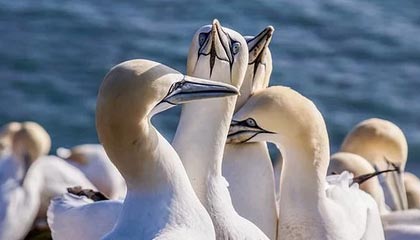 kaiyun-中国游泳公开赛：张展硕加冕“三冠王”