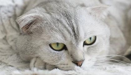 kaiyun-中国游泳公开赛：张展硕加冕“三冠王”